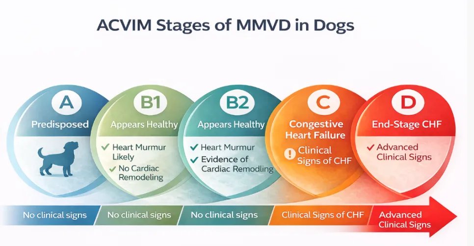 MMVD ACVIM Stage