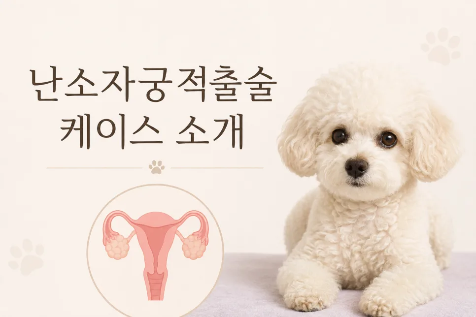 여아 중성화, 수술 시기와 필요한 이유