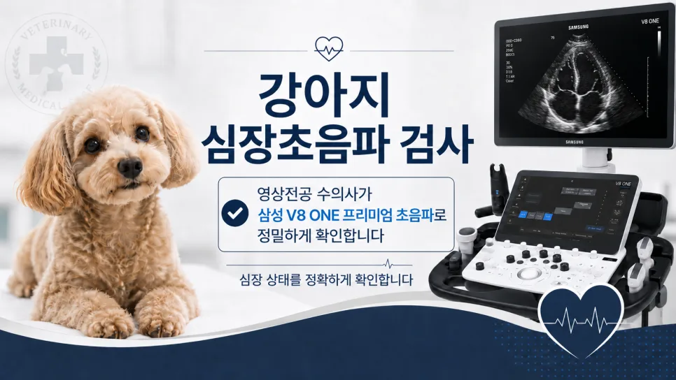 강아지 심장병 / 강아지 이첨판폐쇄부전증 (MMVD) 케이스