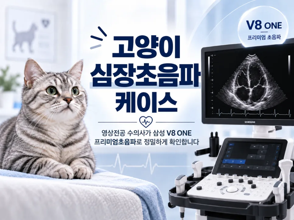 고양이 심장초음파 케이스, 증상이 없어도 심장초음파가 중요한 이유