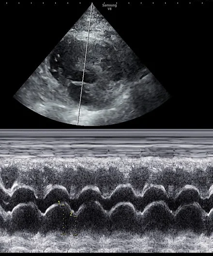 고양이 심장초음파 M-mode 영상